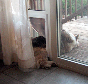 Zippy lying down halfway through the dog door