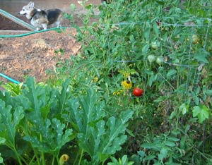 Our garden, with a nice ripe tomato within dog-snatching range