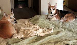 Zippy and Daisy on the bed