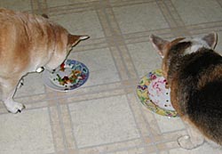 Dogs eat off plates on the floor
