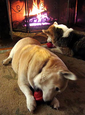 Two dogs by a fireplace gnawing on treats