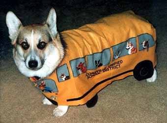 Zippy the Corgi wears a school bus Halloween costume, looking very unhappy.