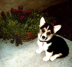 Corgi puppy with puzzled expression