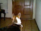 Zippy the Corgi looking at front door