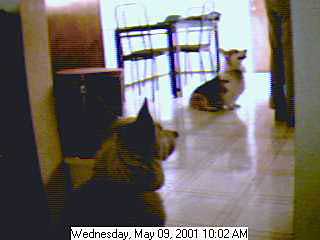 Zippy and Daisy eagerly await whatever is on the kitchen counter: What's that? Is that pizza? Is that pizza? Is that pizza? Is that pizza? Is that pizza?