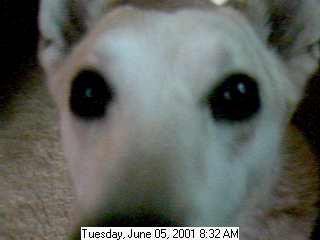 Extreme closeup of Daisy: Daisy discovers the camera