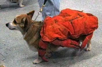 Corgi in a crab costume