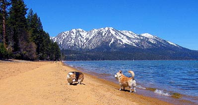 Zippy and Daisy on a Lake Tahoe beach