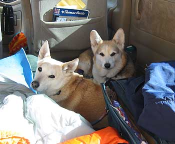 Daisy and Zippy wake up inside the minivan