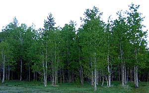 Trees. Dog paradise.