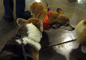 Corgis sniff each other