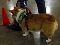 A Corgi rump.