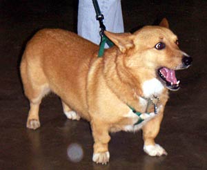 A very excited Corgi