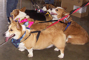 A gaggle of Corgis