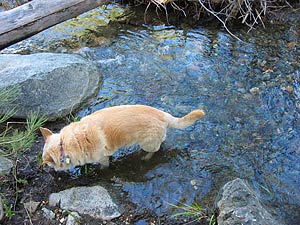 Daisy the Corgi-cross wades in the stream