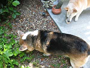 Zippy and Daisy eat frozen treats on the patio