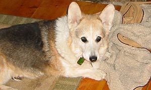 Zippy on his blanket with a Greenie chewie