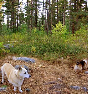 Zippy walks away from the camera.