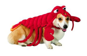 It's a Corgi. It's a lobster. At the same time.