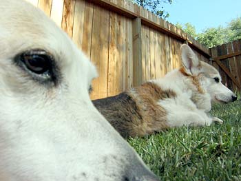 Daisy and Zippy hang out in the yard