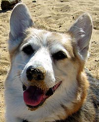 Zippy with sand all over his face