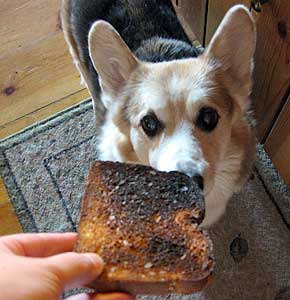 Zippy is offered Dog Toast