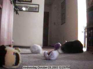 Zippy on the floor with a bunch of toys