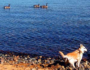 A corgi-cross on the beach with ducks on the lake