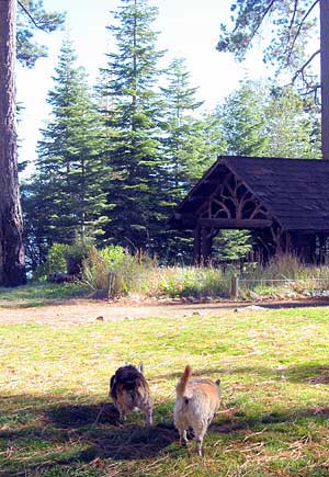 A corgi and a corgi-cross walk away from the camera near a cabin and some trees