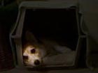 Zippy the Corgi awakens in crate