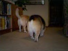 Zippy the Corgi and Daisy wandering