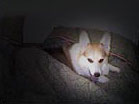 Zippy the Corgi tucked in bed