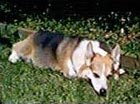 Zippy the Corgi lying in sun