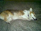 Zippy the Corgi still sleeping