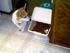 Zippy the Corgi nosing food bin