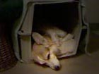 Zippy the Corgi asleep in crate