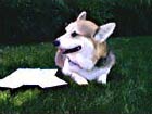 Zippy the Corgi with mail